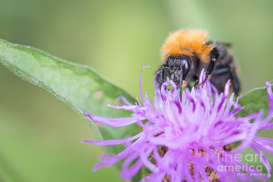 02 Common carder bee Photograph by Jivko Nakev