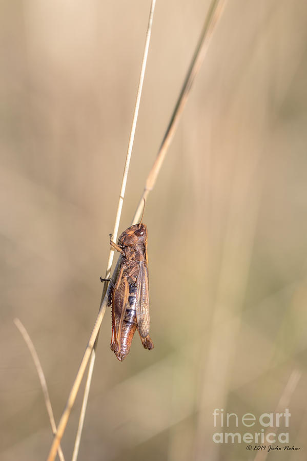 02 Common field grasshopper Photograph by Jivko Nakev