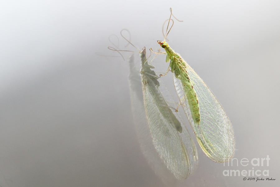 02 Common Green Lacewing Photograph by Jivko Nakev