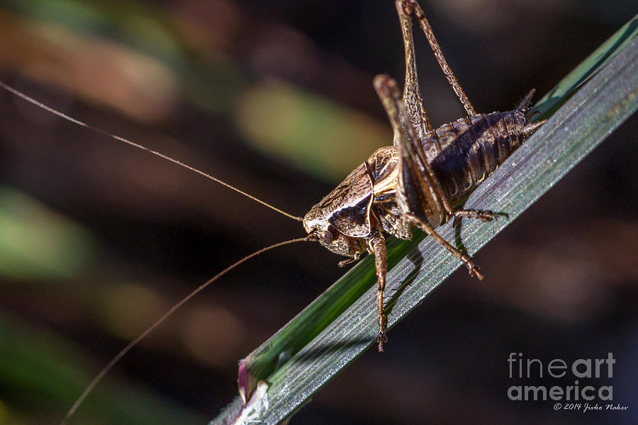 02 Dark Bush-cricket  Photograph by Jivko Nakev