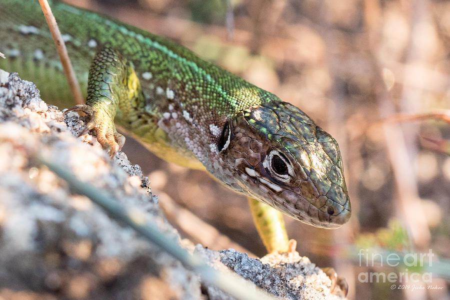 02 European green lizard - female Photograph by Jivko Nakev