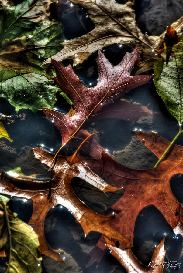 02 Fallen Leafs of Autumn Photograph by Michael Frank Jr