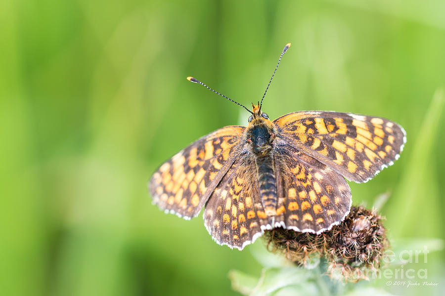 02 Fritillary butterfly Photograph by Jivko Nakev