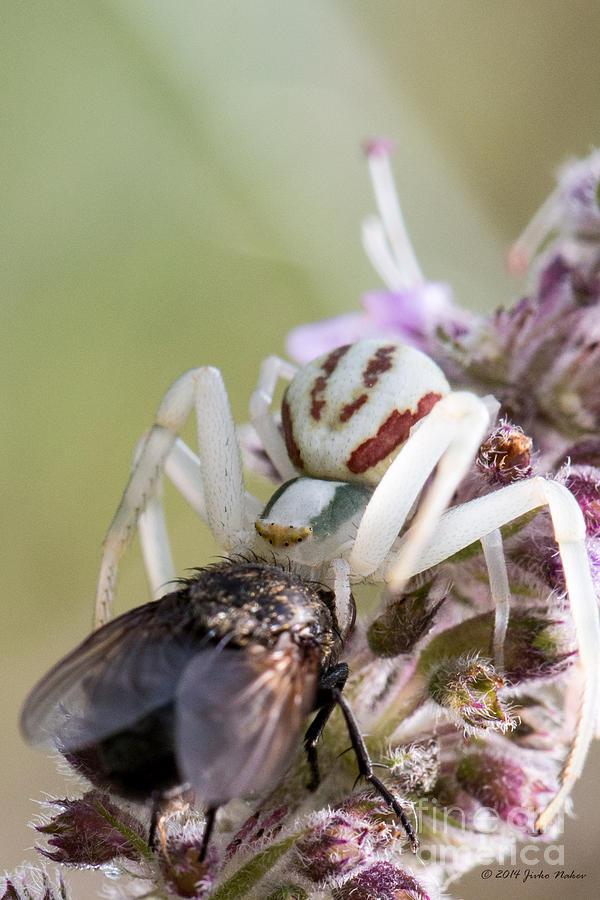 02 Goldenrod crab spider with prey Photograph by Jivko Nakev
