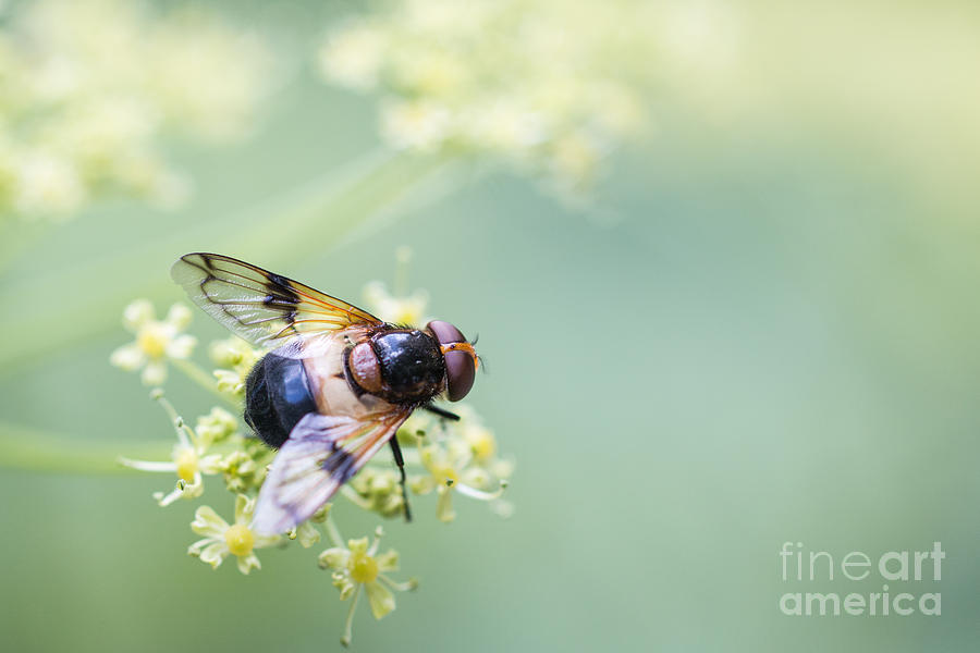 02 Pollinating fly Photograph by Jivko Nakev