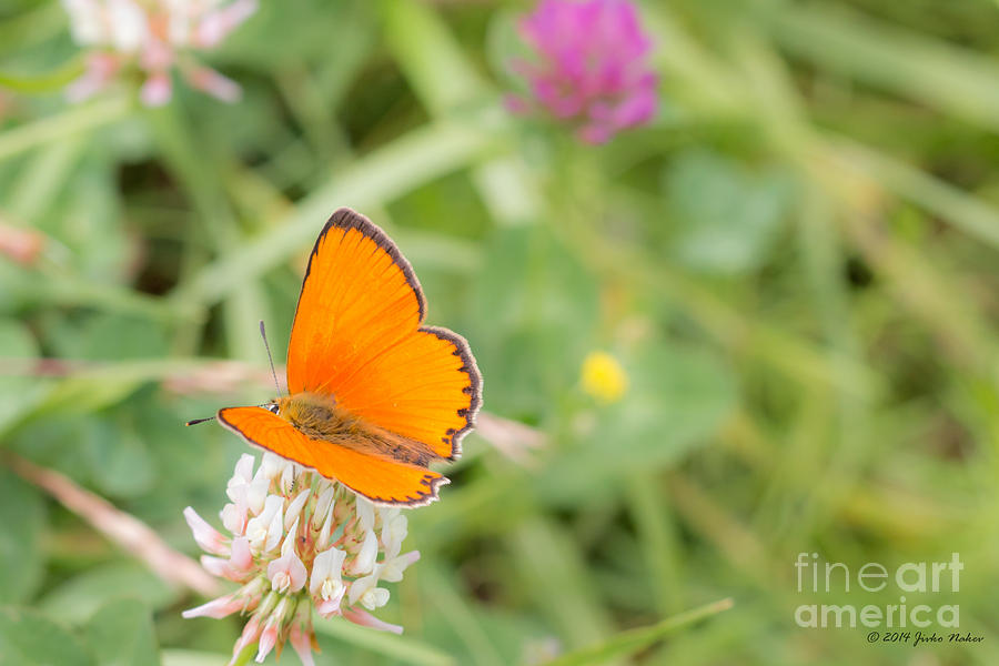 02 Scarce Copper Butterfly Photograph by Jivko Nakev