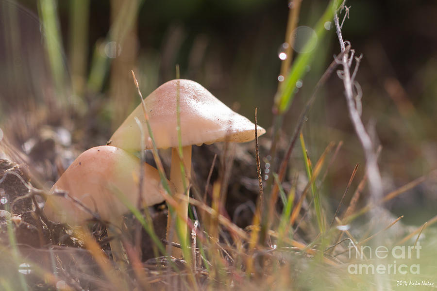 02 Scotch bonnet mushroom Photograph by Jivko Nakev