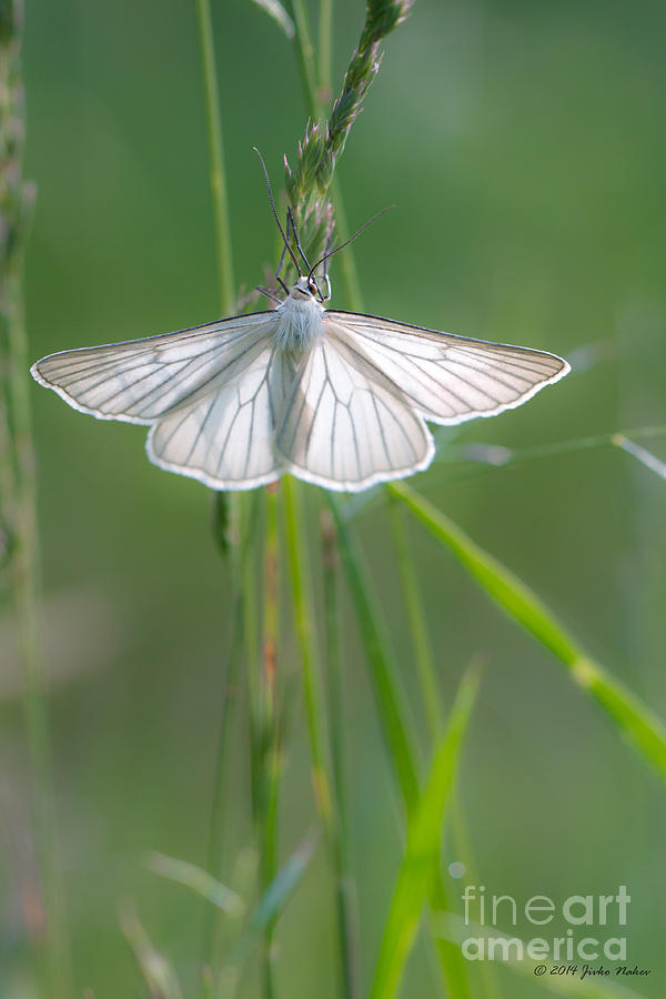 03 Black-veined Moth Photograph by Jivko Nakev