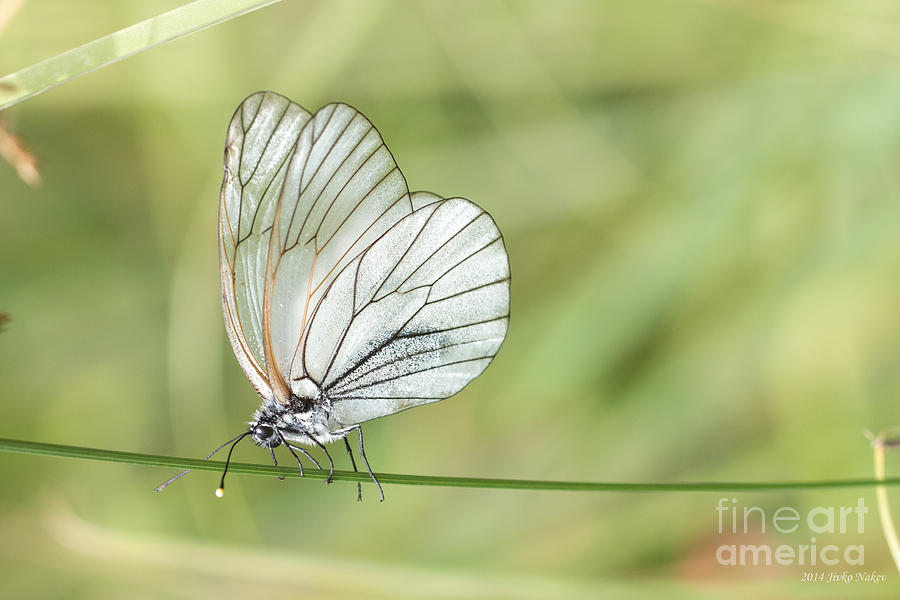 03 Black-veined White Butterfly Photograph by Jivko Nakev