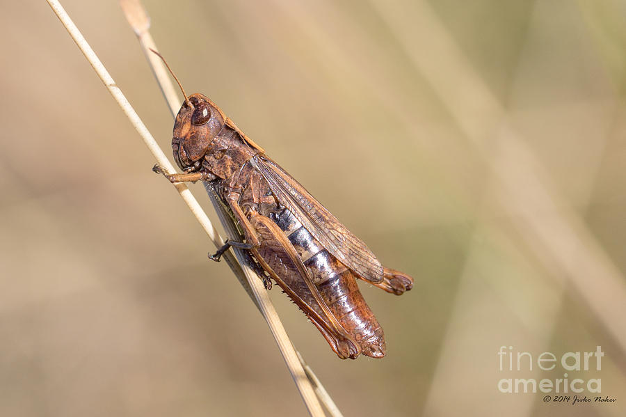 03 Common field grasshopper Photograph by Jivko Nakev