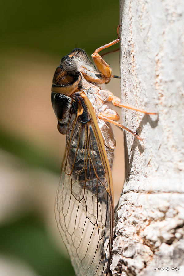03 New forest cicada  Photograph by Jivko Nakev