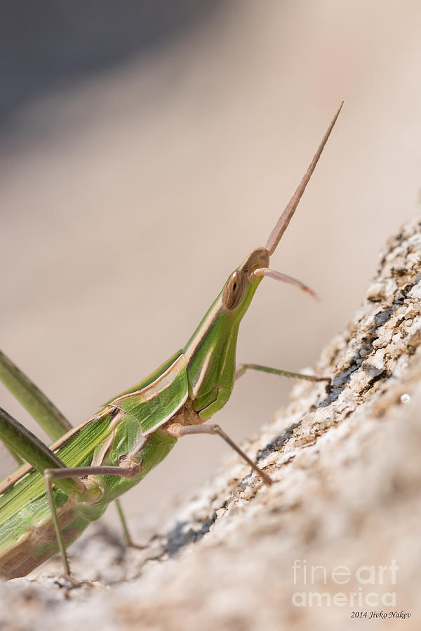 03 Nosed grasshopper Photograph by Jivko Nakev