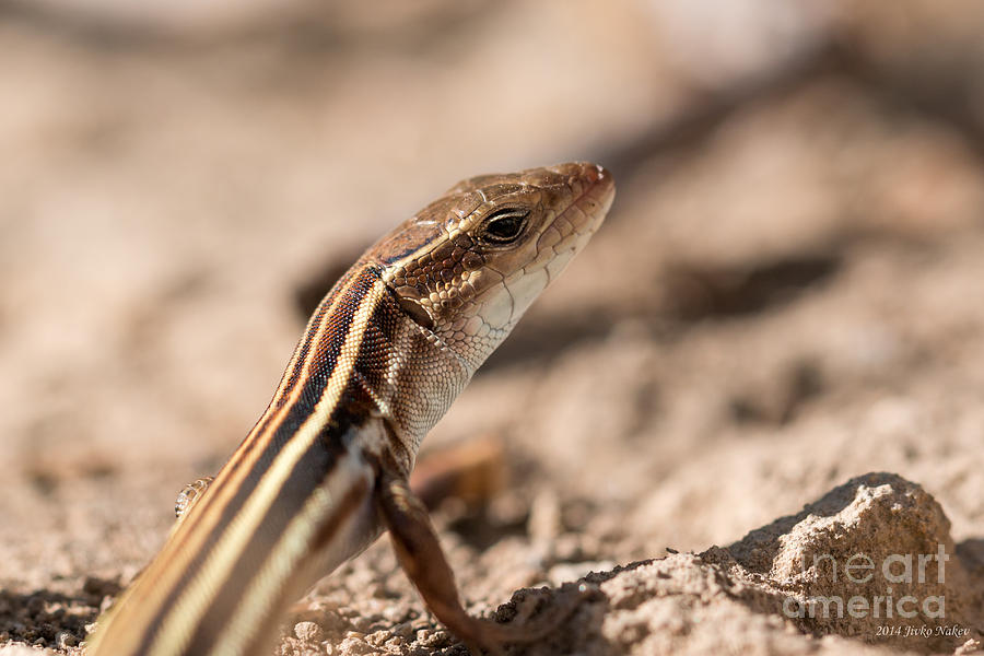 03 Peloponnese wall lizard Photograph by Jivko Nakev