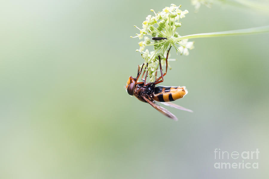 03 Pollinating fly Photograph by Jivko Nakev