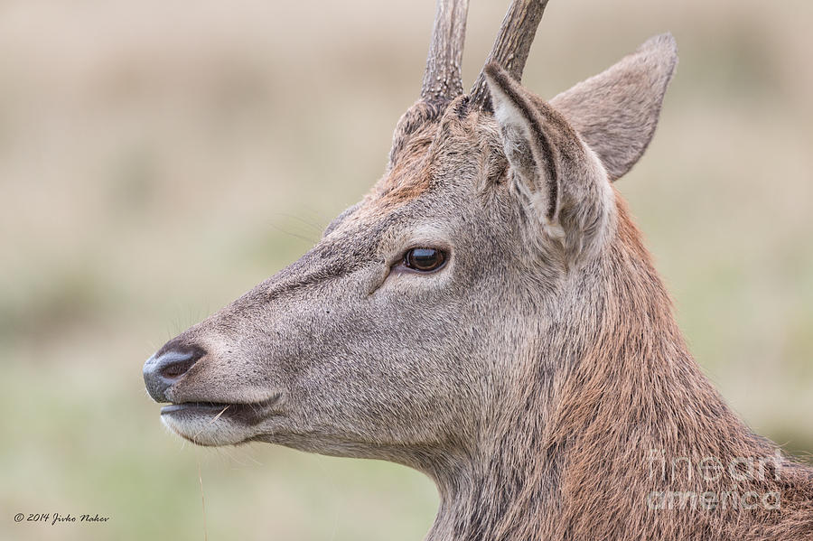 03 Red Deer Photograph by Jivko Nakev