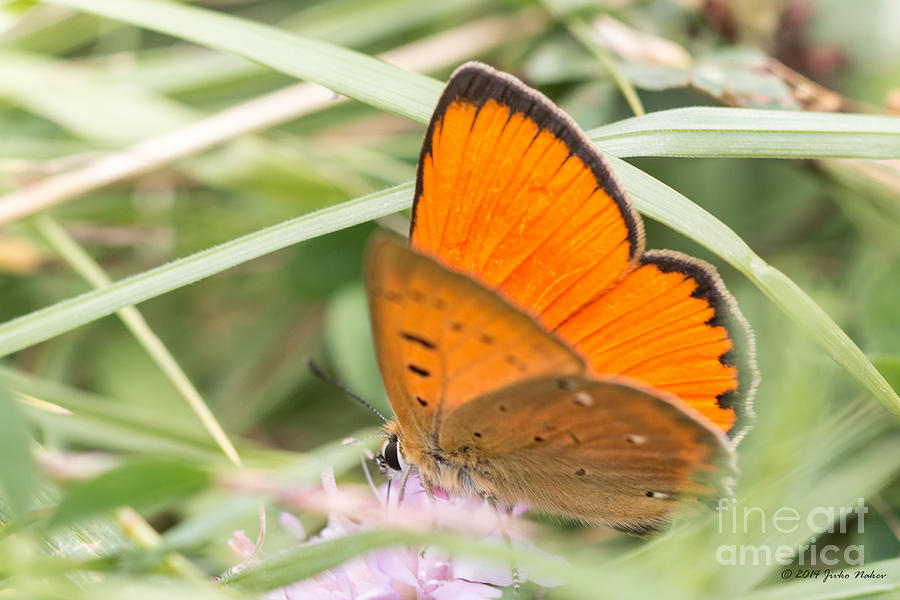 03 Scarce Copper Butterfly Photograph by Jivko Nakev