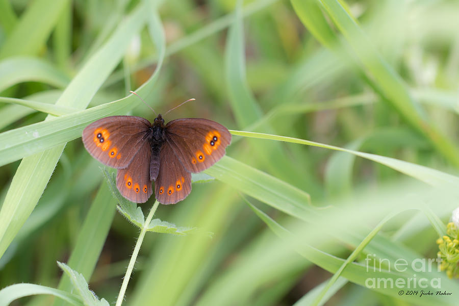 03 Woodland Ringlet Butterfly Photograph by Jivko Nakev
