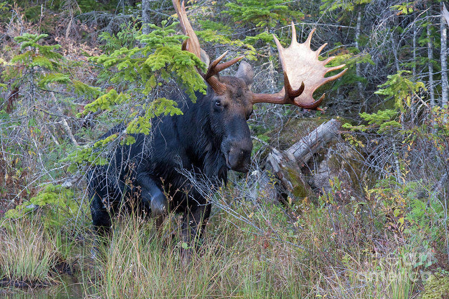 Moose Photograph - 0339 Bull Moose 3 by Steve Sturgill