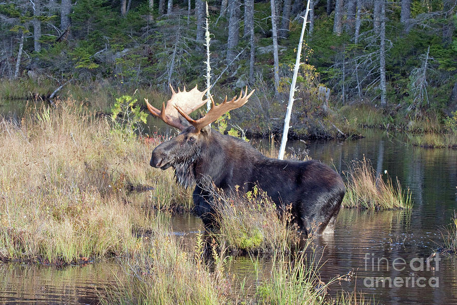 Moose Photograph - 0340 Bull Moose 2 by Steve Sturgill