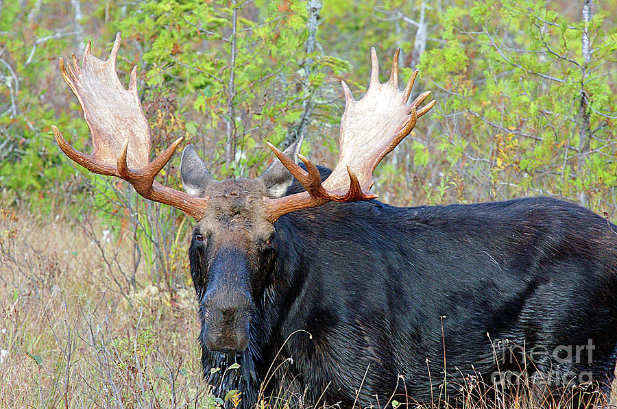 Moose Photograph - 0341 Bull Moose by Steve Sturgill