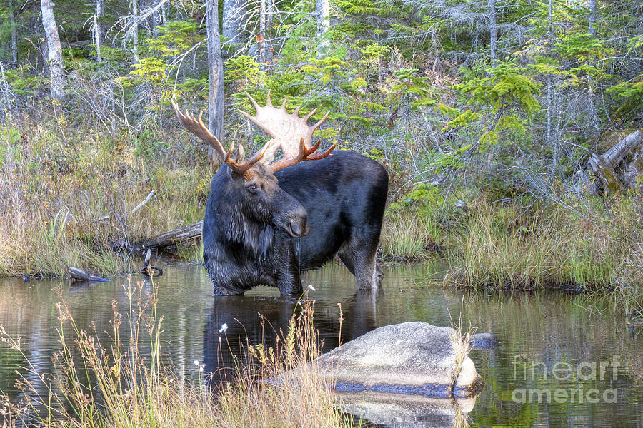 Moose Photograph - 0390 Baxter State Park Maine by Steve Sturgill