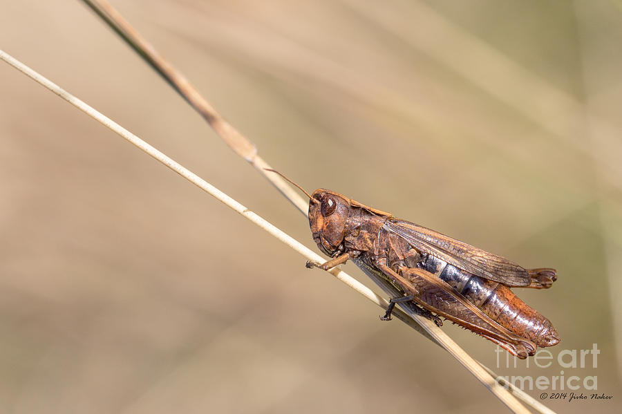 04 Common field grasshopper Photograph by Jivko Nakev