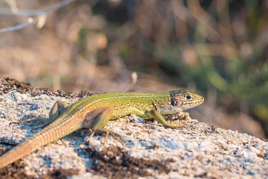 04 European green lizard - female Photograph by Jivko Nakev