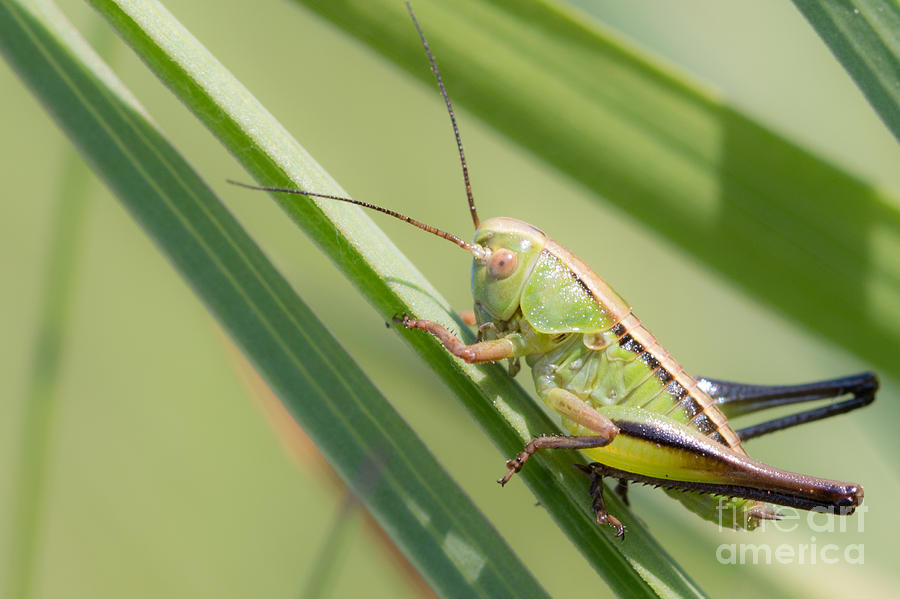 04 Green Grasshopper Photograph by Jivko Nakev