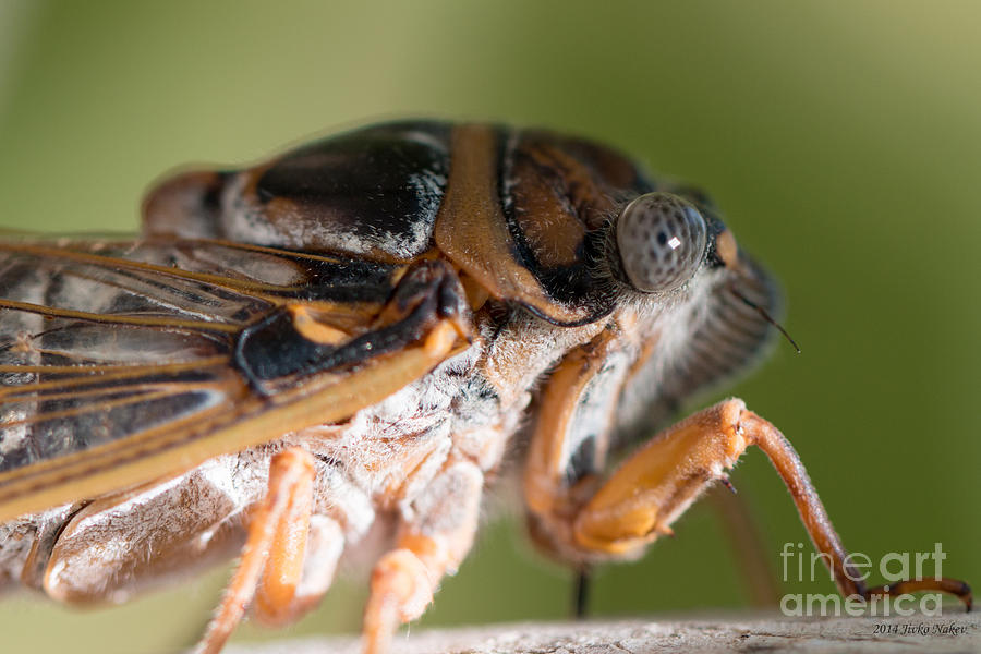 04 New forest cicada  Photograph by Jivko Nakev