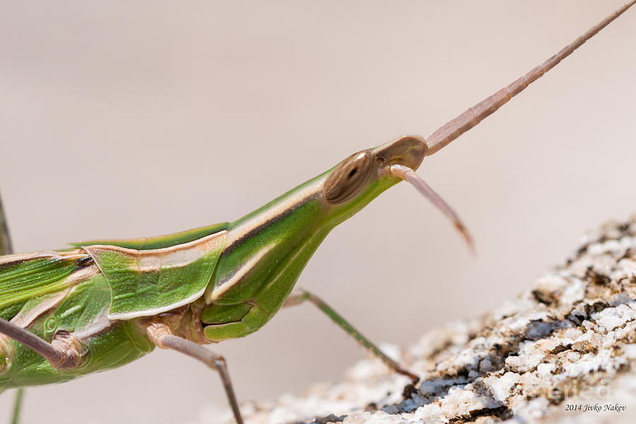 04 Nosed grasshopper Close up Photograph by Jivko Nakev