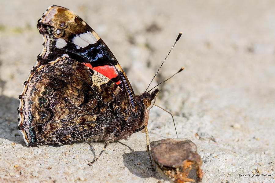 04 Red Admiral Butterfly Photograph by Jivko Nakev