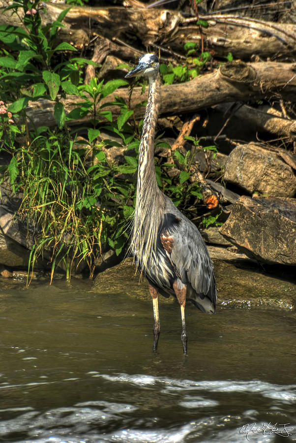 04 Waiting Heron Photograph by Michael Frank Jr | Pixels