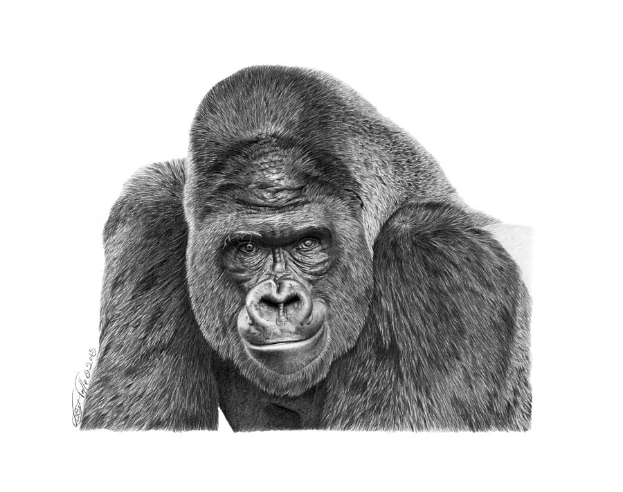 042 Gomer The Silverback Gorilla Drawing by Abbey Noelle