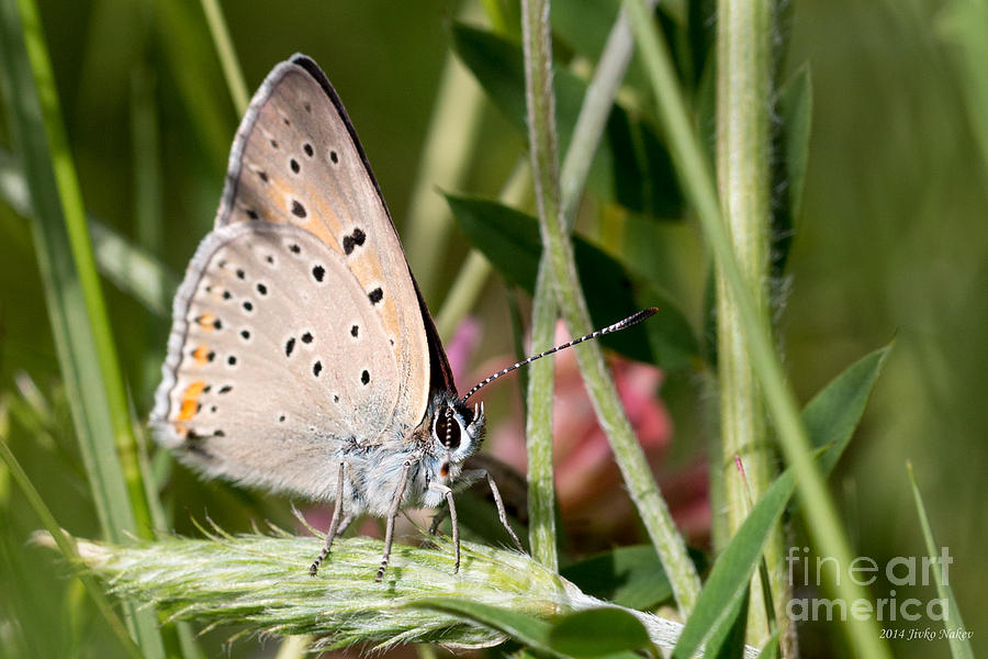 05 Balkan Copper Butterfly Photograph by Jivko Nakev