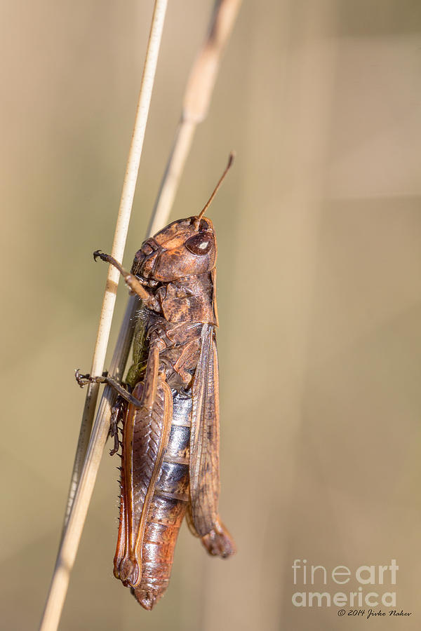 05 Common field grasshopper Photograph by Jivko Nakev
