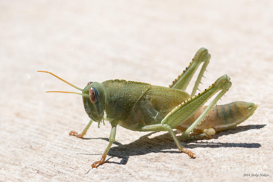 05 Egyptian Locust Grasshopper Photograph by Jivko Nakev