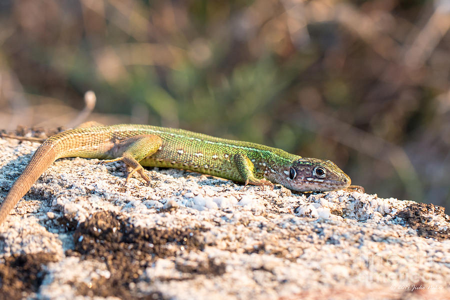 05 European green lizard female Photograph by Jivko Nakev