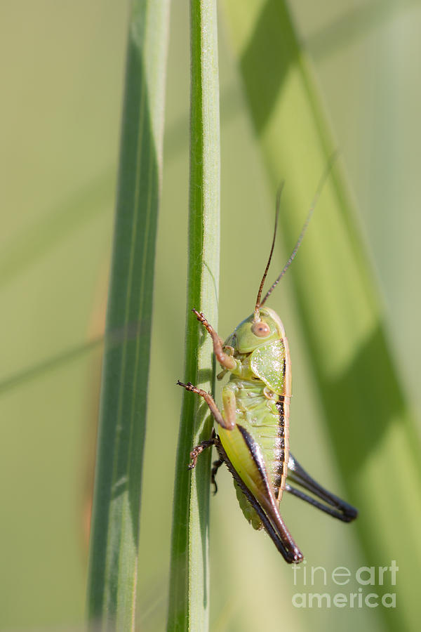 05 Green Grasshopper Photograph by Jivko Nakev