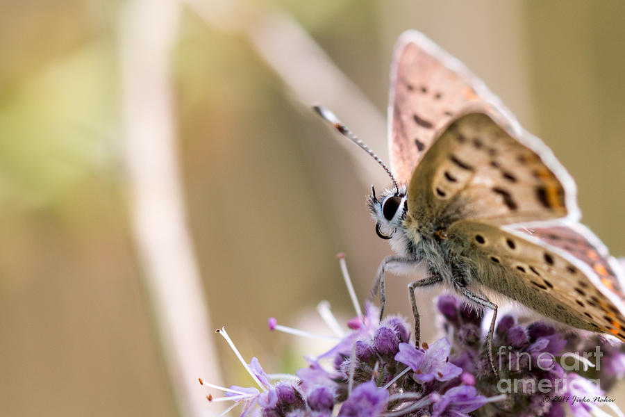05 Sooty Copper Butterfly Male Photograph by Jivko Nakev
