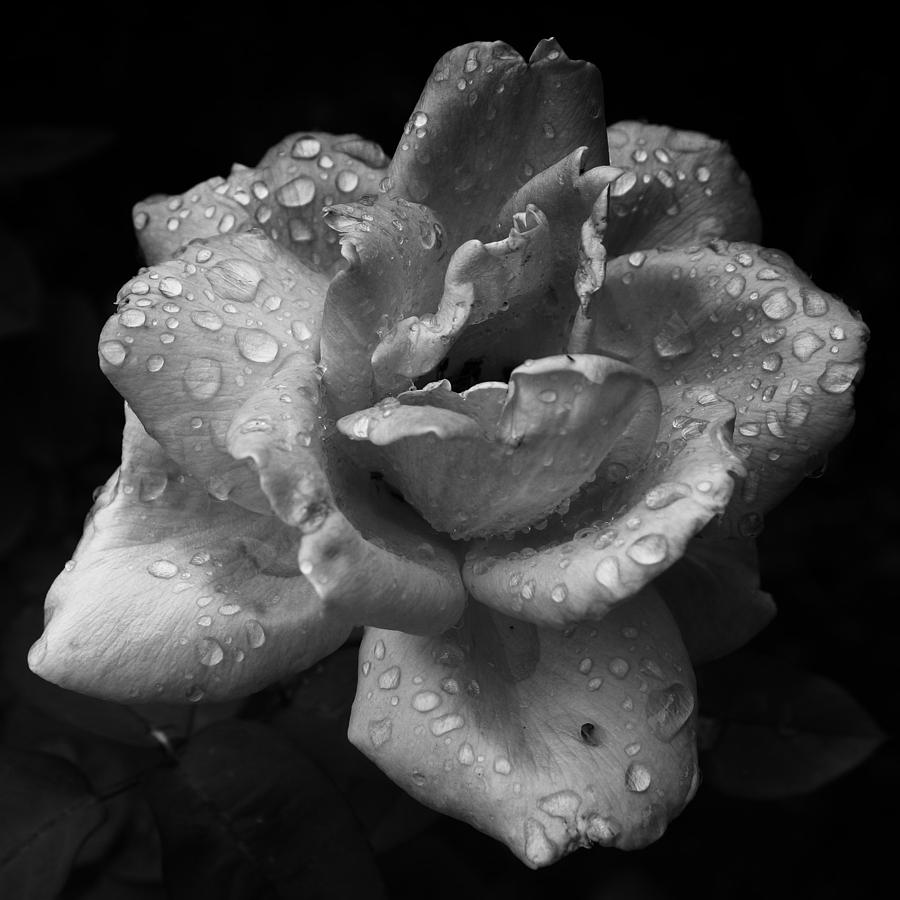 05 Wet Rose Photograph by Ben Shields
