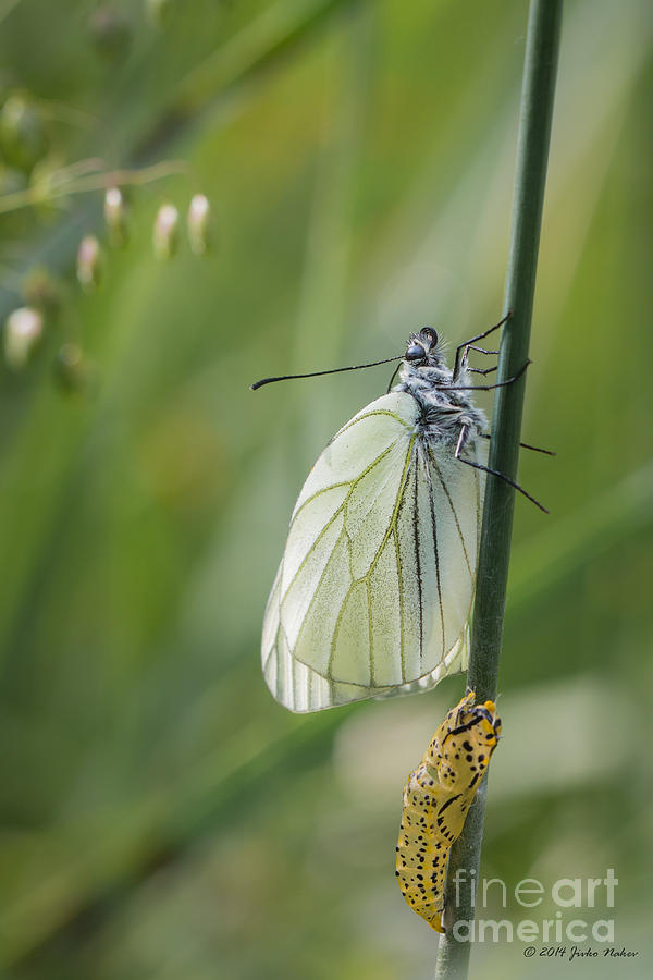 06 Black-veined White Butterfly Photograph by Jivko Nakev