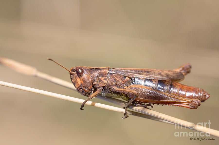 06 Common field grasshopper Photograph by Jivko Nakev
