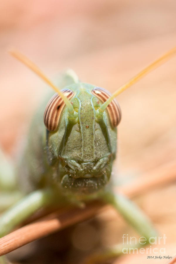 06 Egyptian Locust Grasshopper Photograph by Jivko Nakev