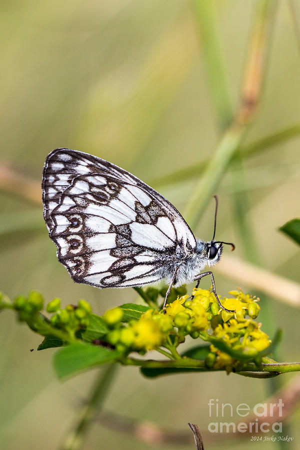 06 Marbled white Butterfly Photograph by Jivko Nakev