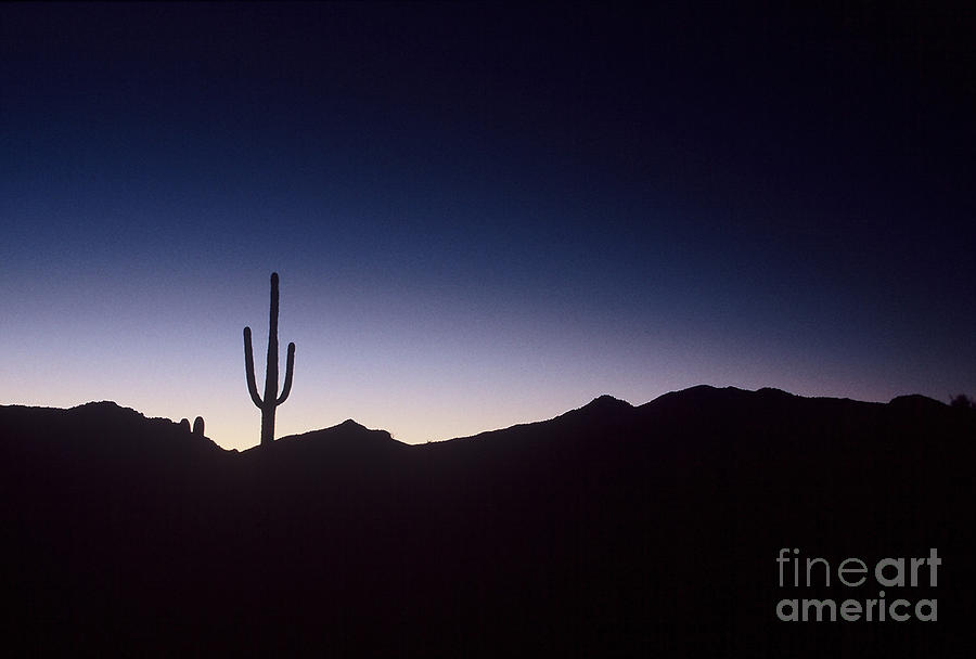 0629 Saguaro Sunset Photograph by Steve Sturgill