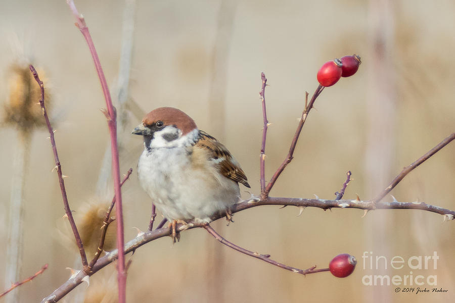 07 Eurasian Tree Sparrow Photograph by Jivko Nakev