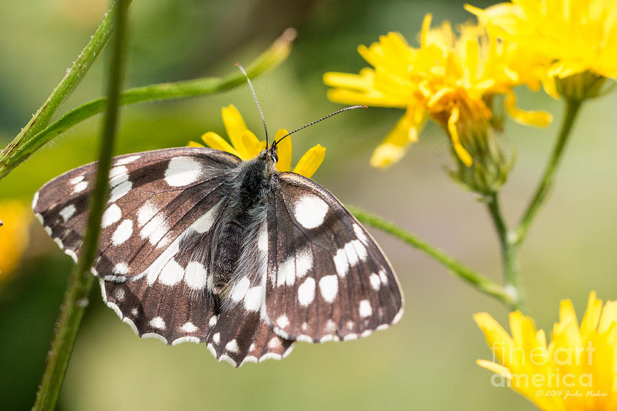 07 Marbled white Butterfly Photograph by Jivko Nakev