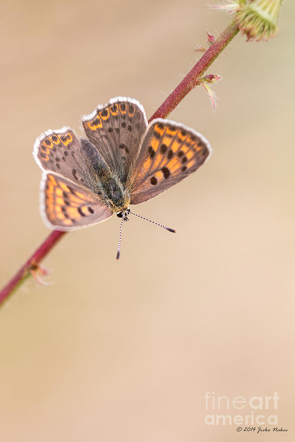 07 Sooty Copper Butterfly Female Photograph by Jivko Nakev