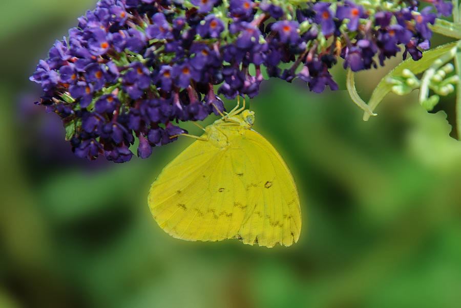 Sulphur Butterfly 071313 - 8686 Photograph by Tam Ryan