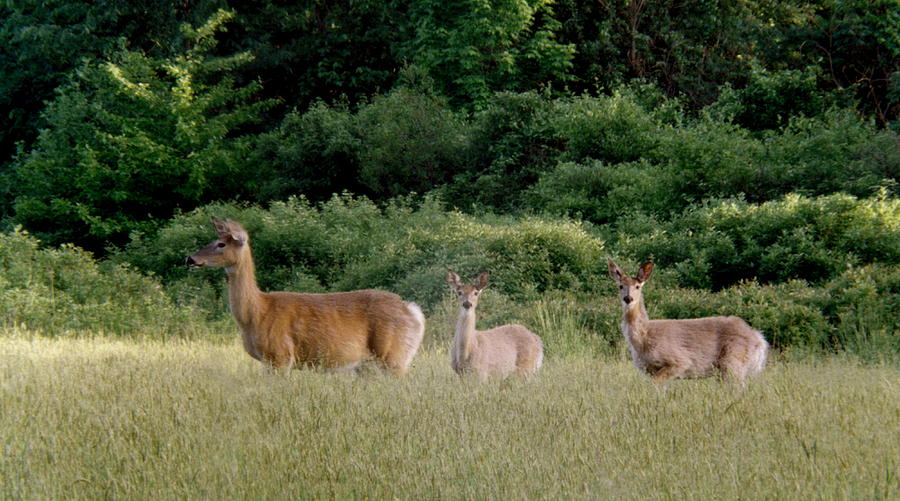 Deer Photograph - 072506-3  Out For A Walk With The Twins by Mike Davis
